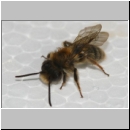 Andrena clarkella - Sandbiene m03a 8mm - Sandgrube Niedringhaussee-det09.jpg